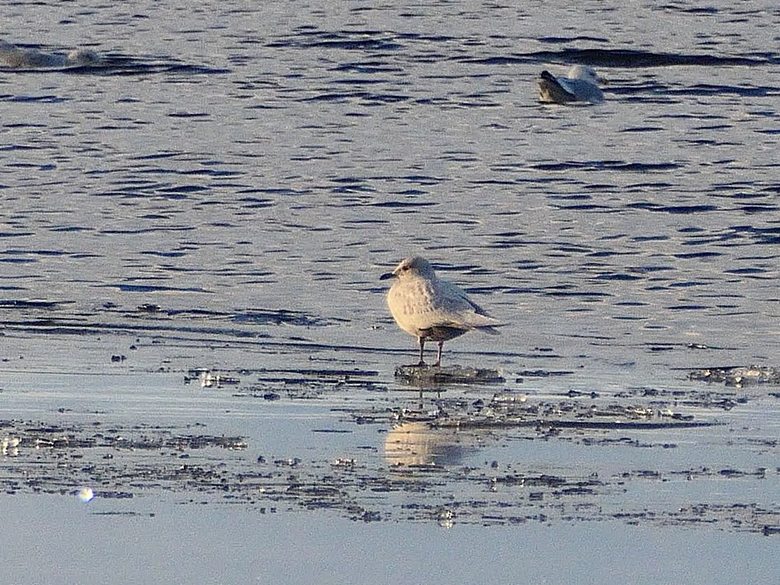 Iceland Gull - ML645711337