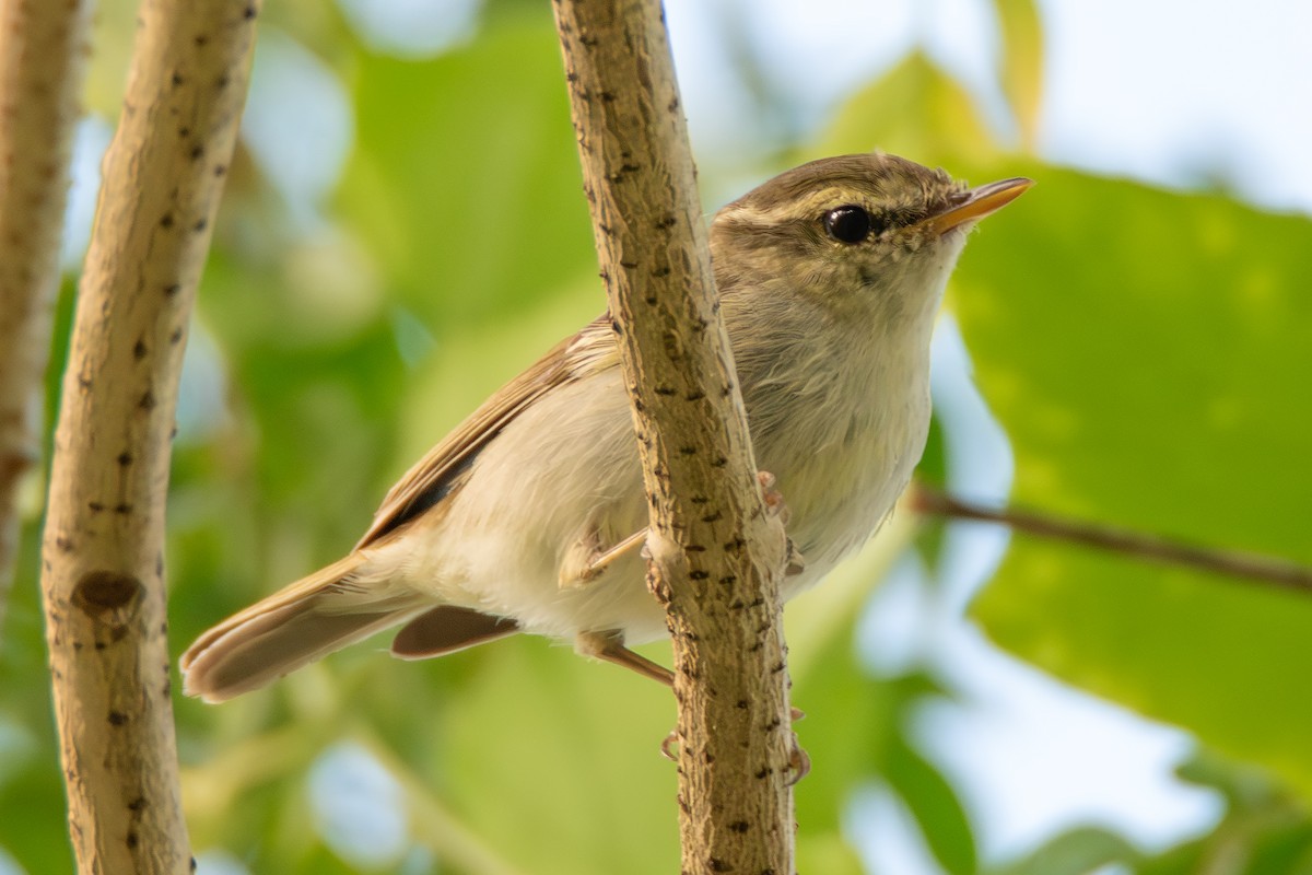 Txio hankagrisa - ML645711340