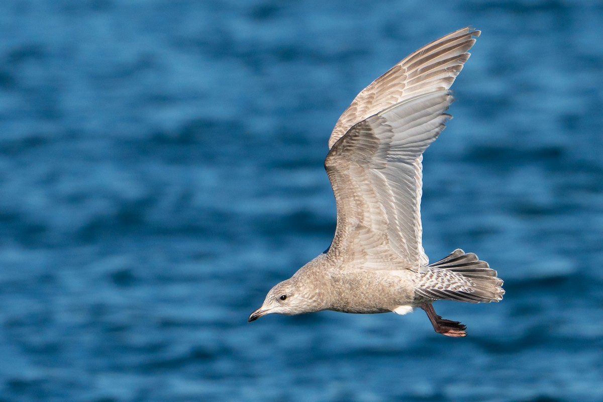 Kaio hegalzuria (kumlieni) - ML645711341