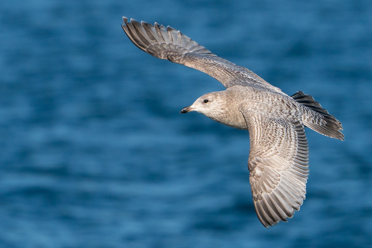 Kaio hegalzuria (kumlieni) - ML645711342