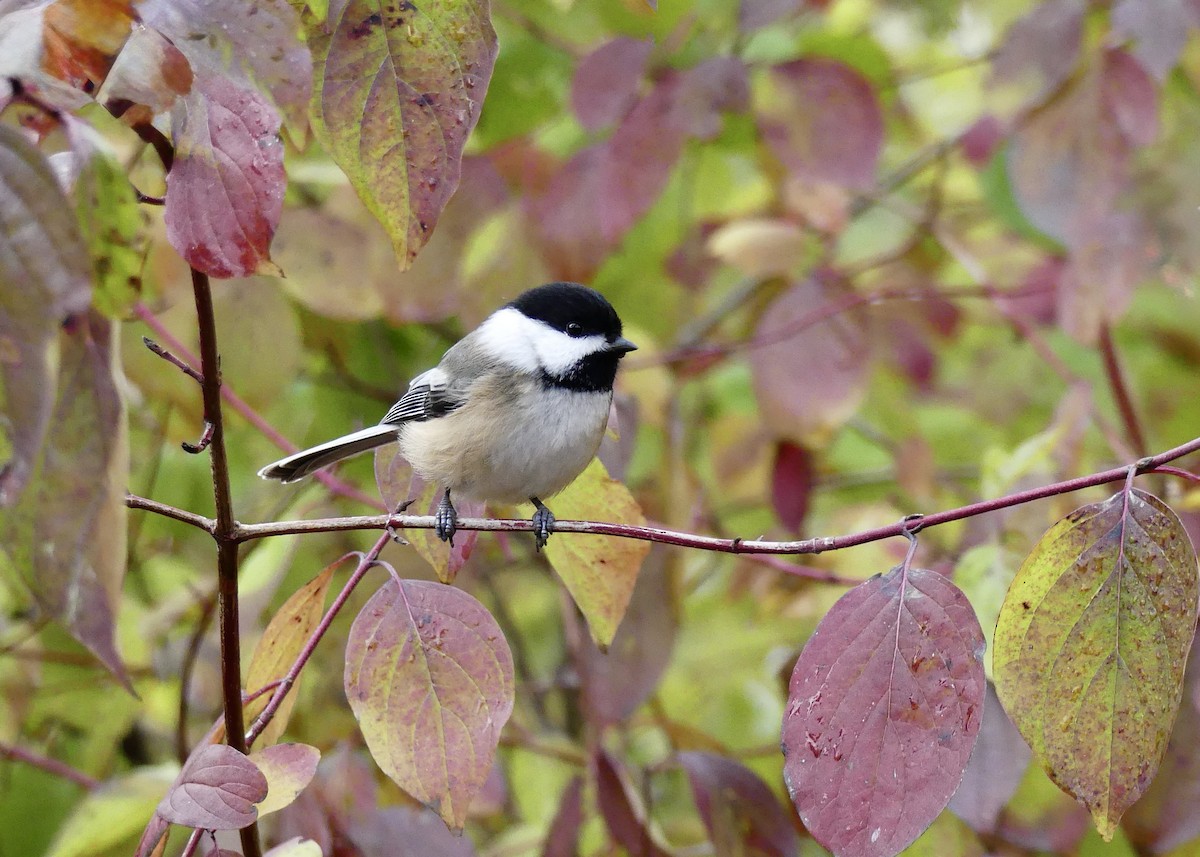 sýkora černohlavá - ML645711344