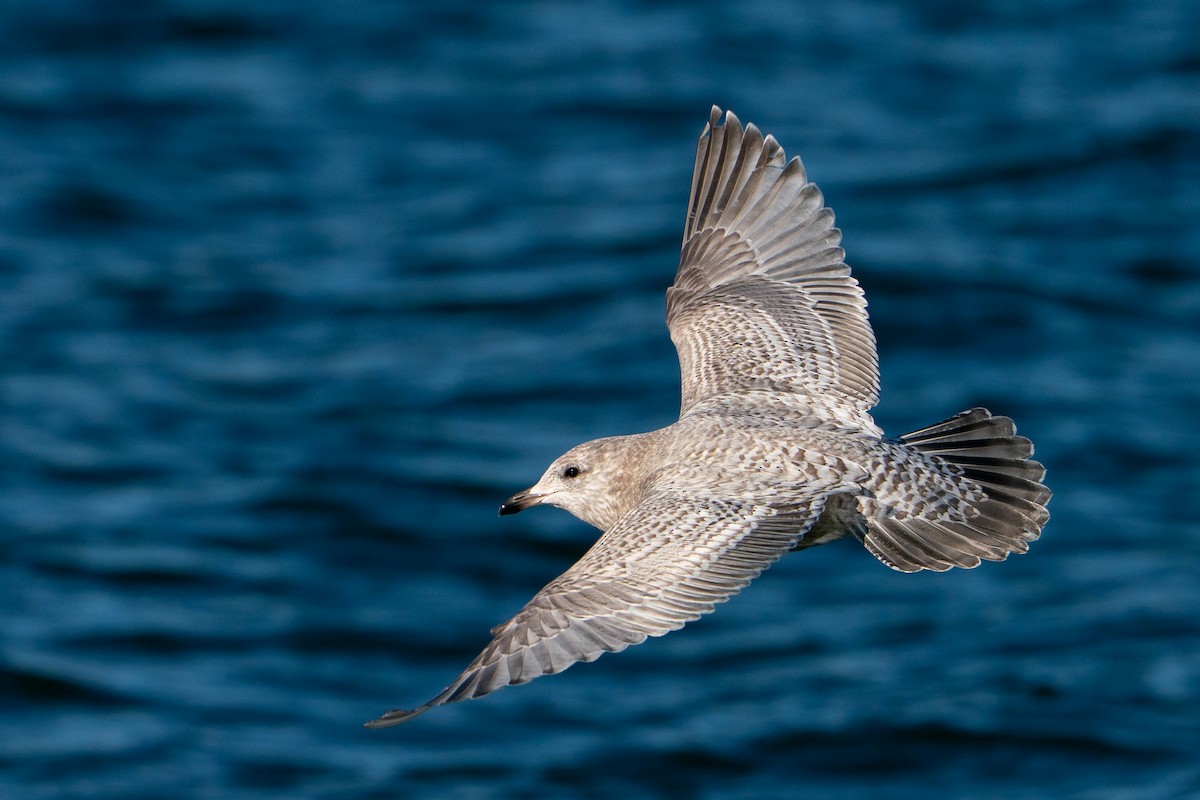 Kaio hegalzuria (kumlieni) - ML645711345