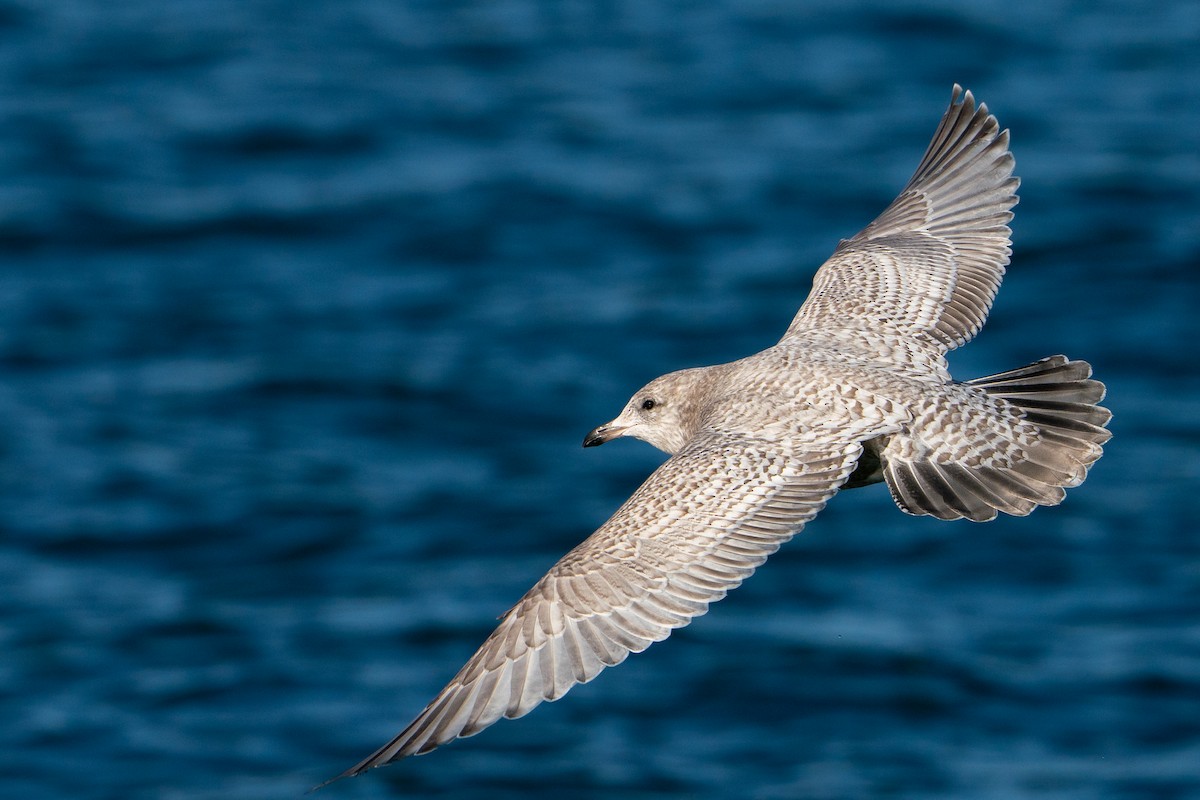 Kaio hegalzuria (kumlieni) - ML645711346