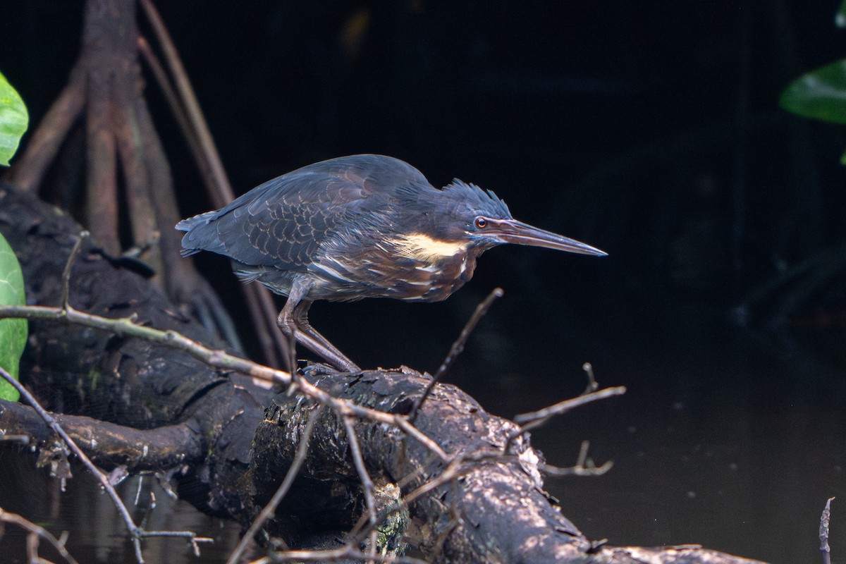 Amiltxori txiki beltza - ML645711347