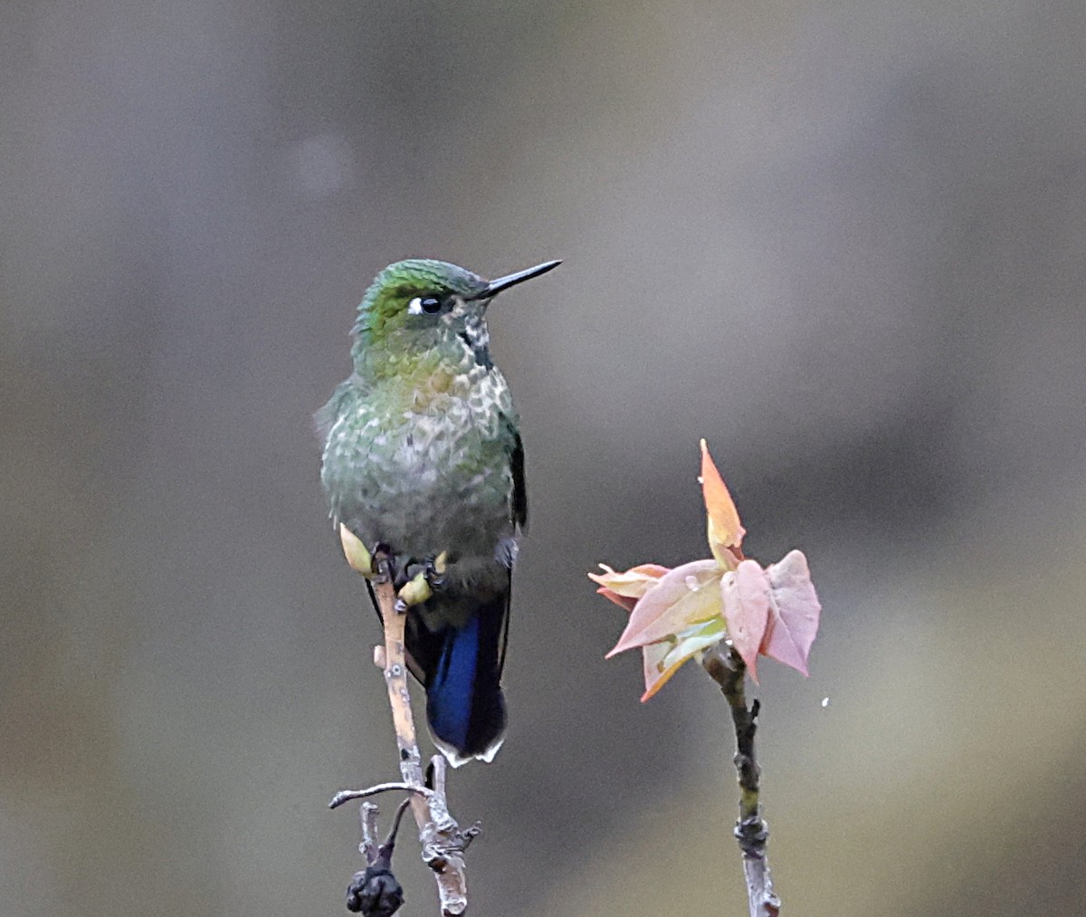 Tyrian Metaltail - ML645711349