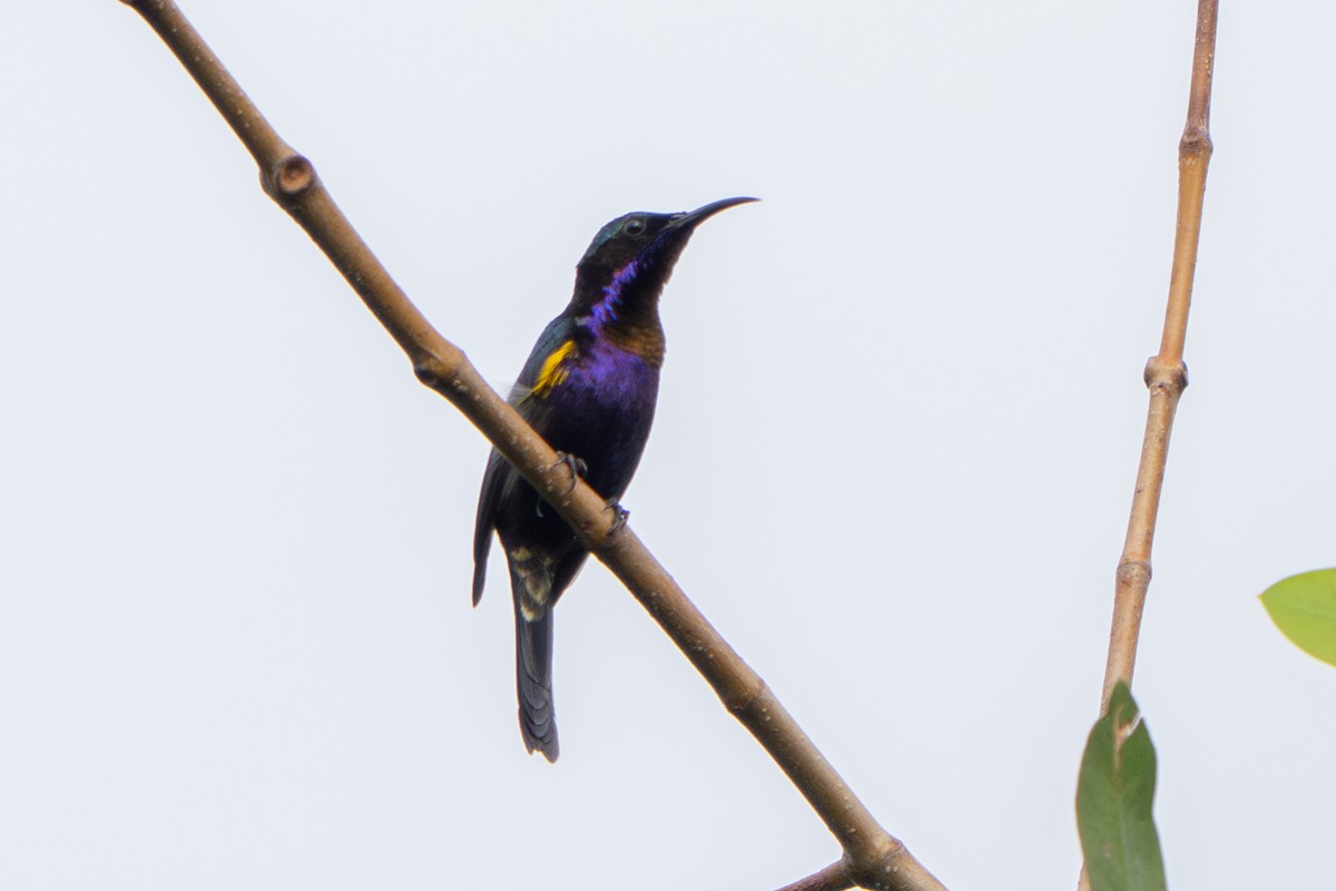 Copper-throated Sunbird - ML645711352