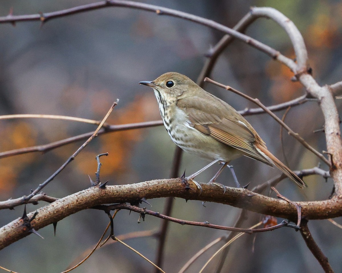 Grive solitaire - ML645711353