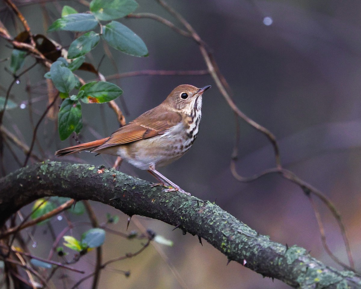 Grive solitaire - ML645711354