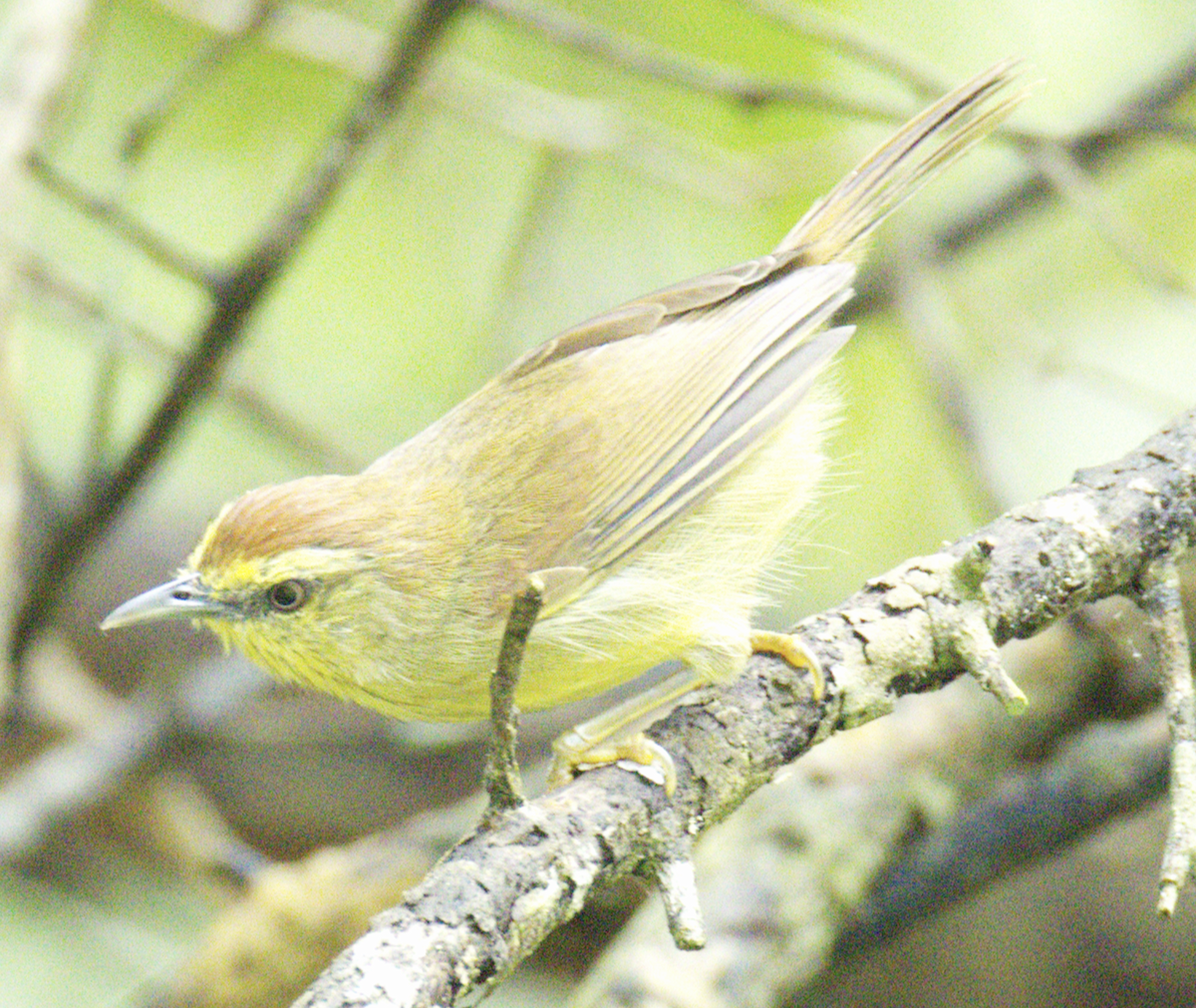 Pin-striped Tit-Babbler (Pin-striped) - ML645711355