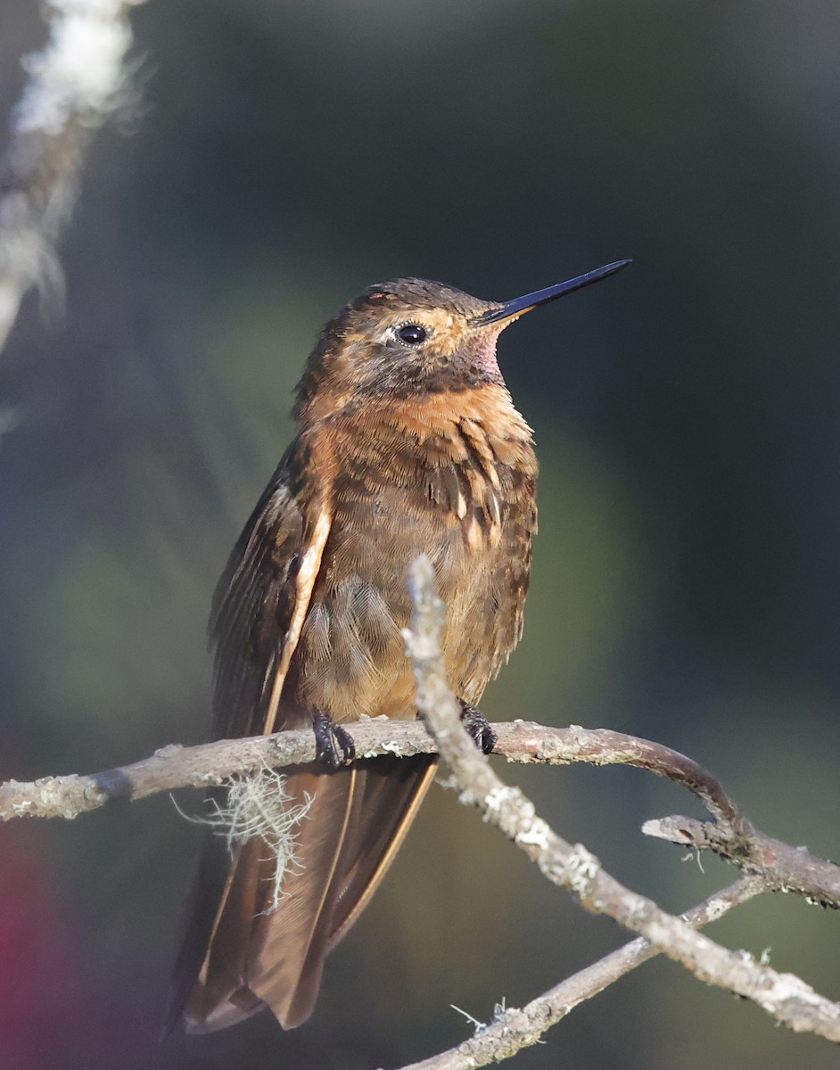 Shining Sunbeam - ML645711356