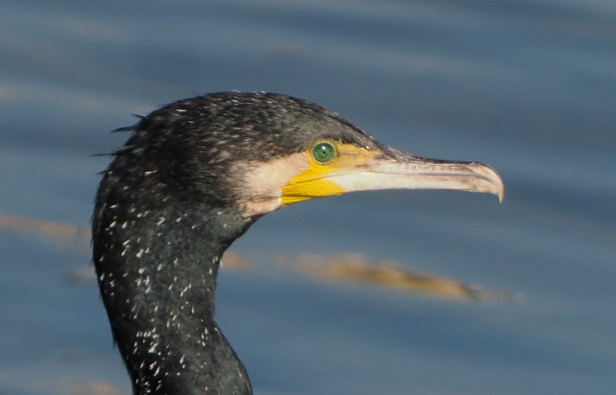 Japanese Cormorant - ML645711358