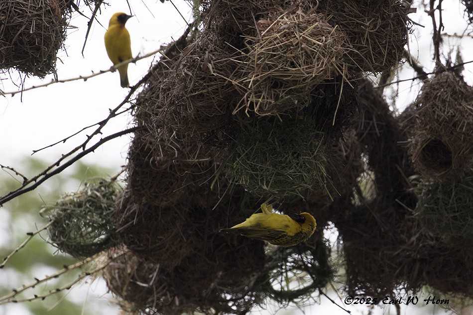 Speke's Weaver - ML645711361