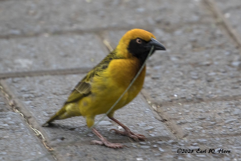 Speke's Weaver - ML645711362