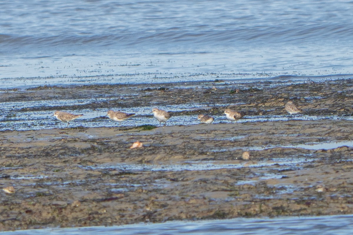 Txirri lepagorria - ML645711363