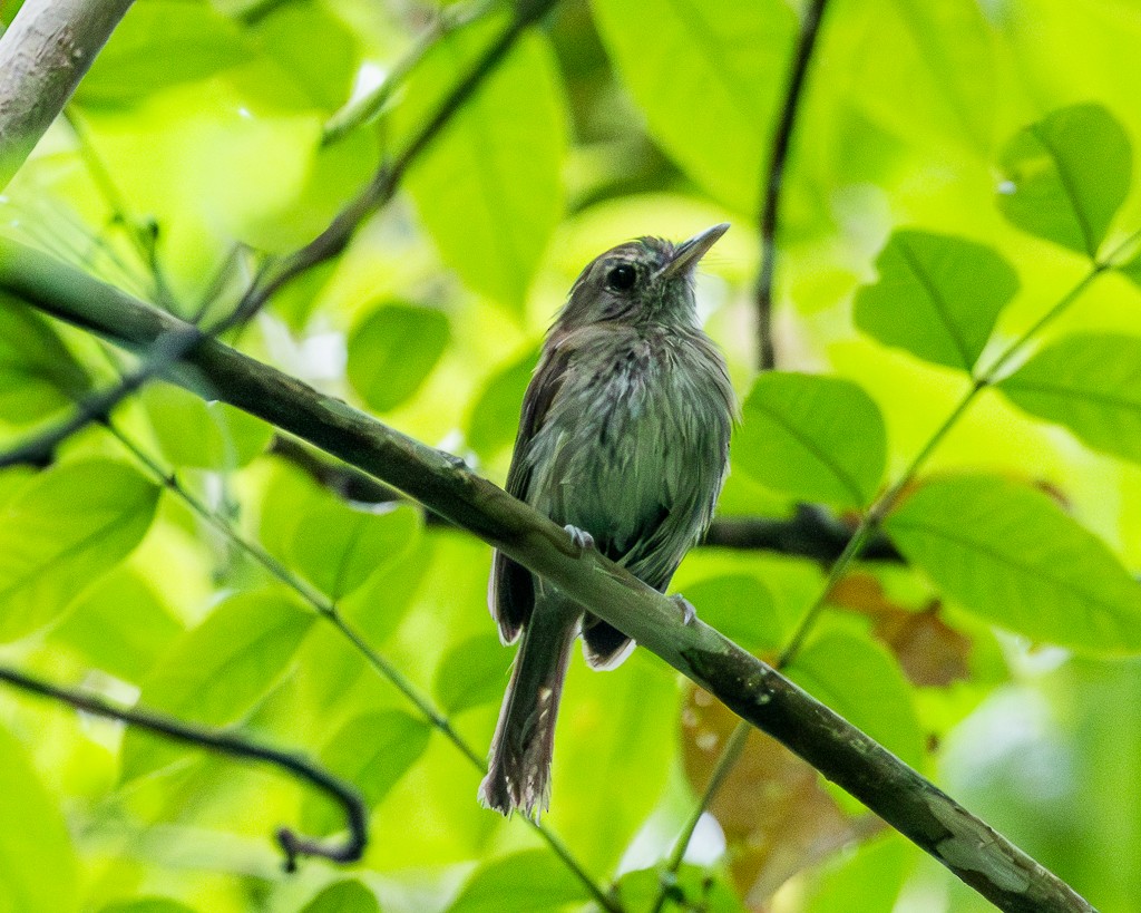 Flammulated Pygmy-Tyrant - ML645711364