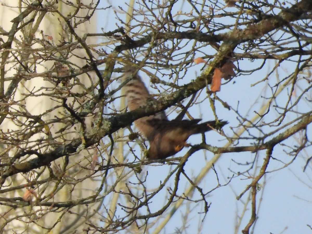 Gabirai arrunta - ML645711366