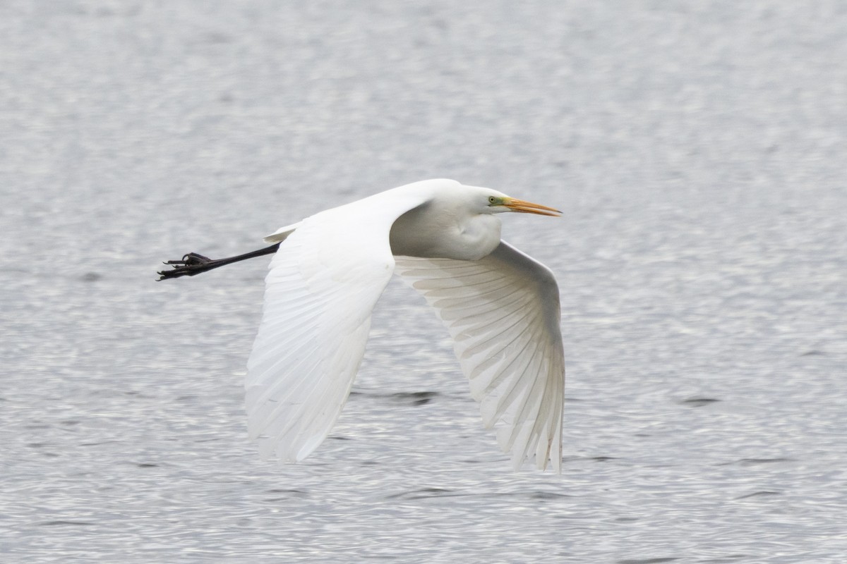 Koartza zuria - ML645711370