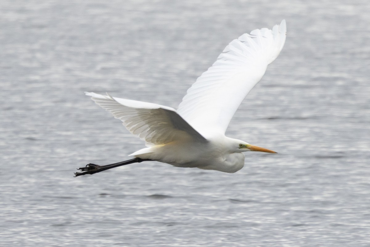 Koartza zuria - ML645711371