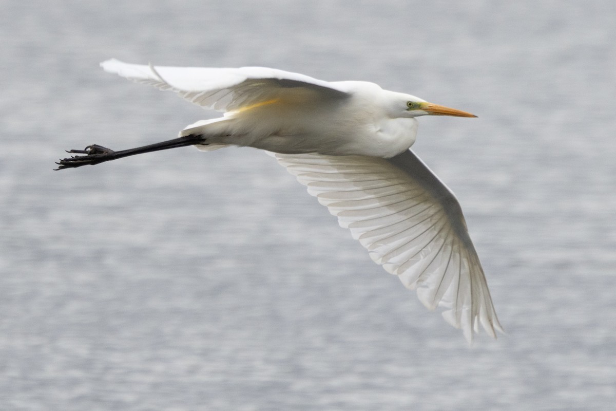 Koartza zuria - ML645711372