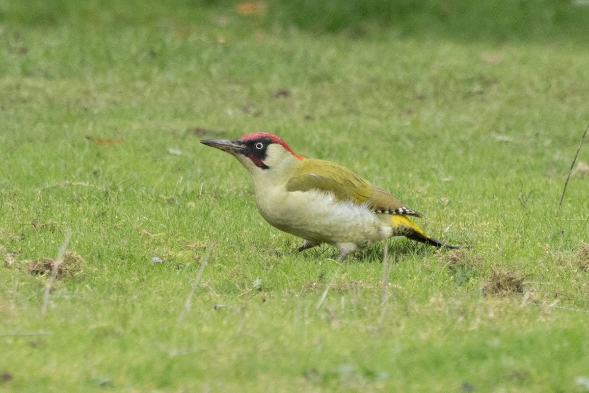 Okil berde europarra - ML645711375