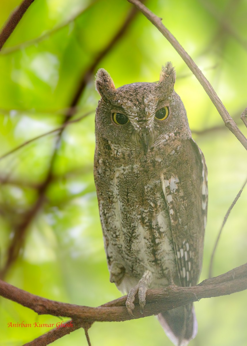 Oriental Scops-Owl - ML645711376