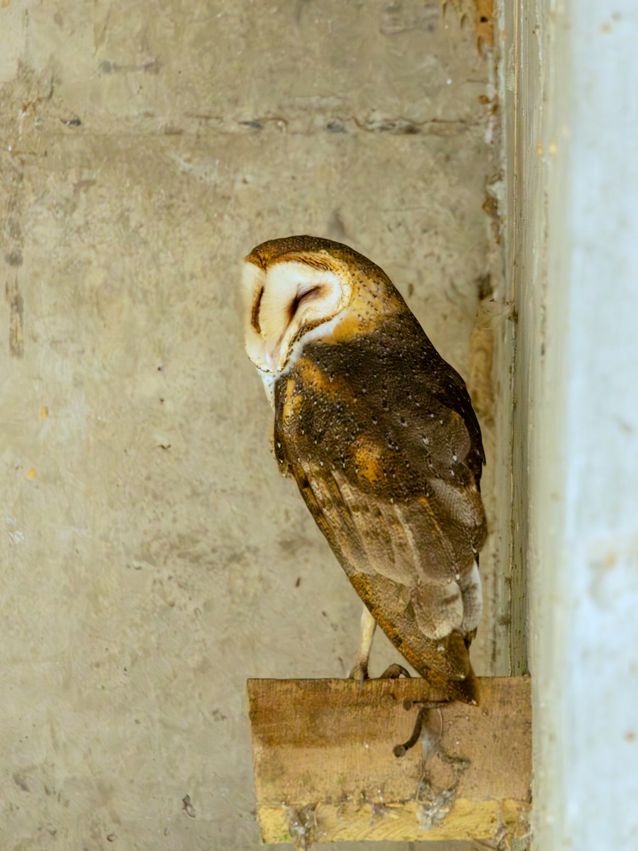 Hontz zuri amerikarra - ML645711377