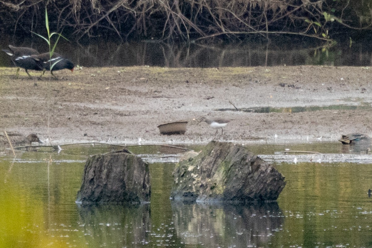 Kuliska iluna - ML645711380