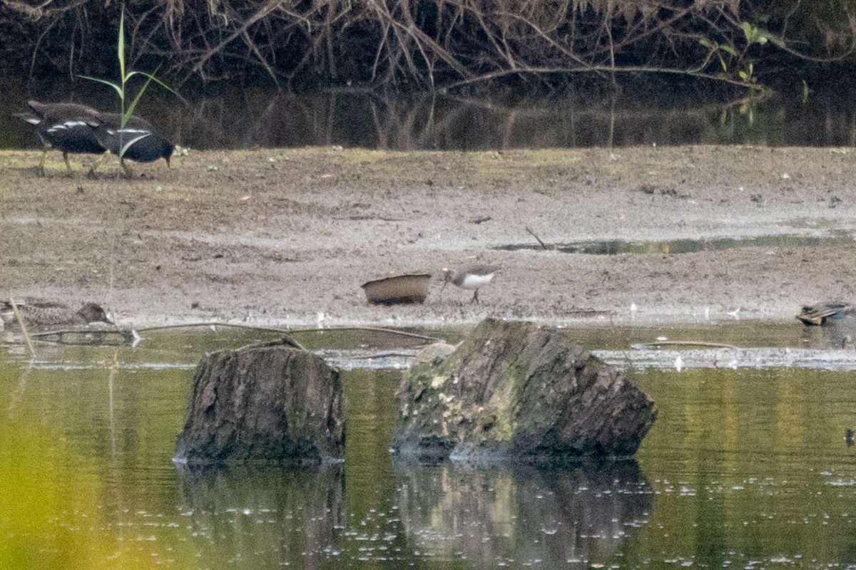 Kuliska iluna - ML645711381