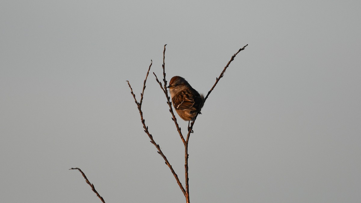 American Tree Sparrow - ML645711382