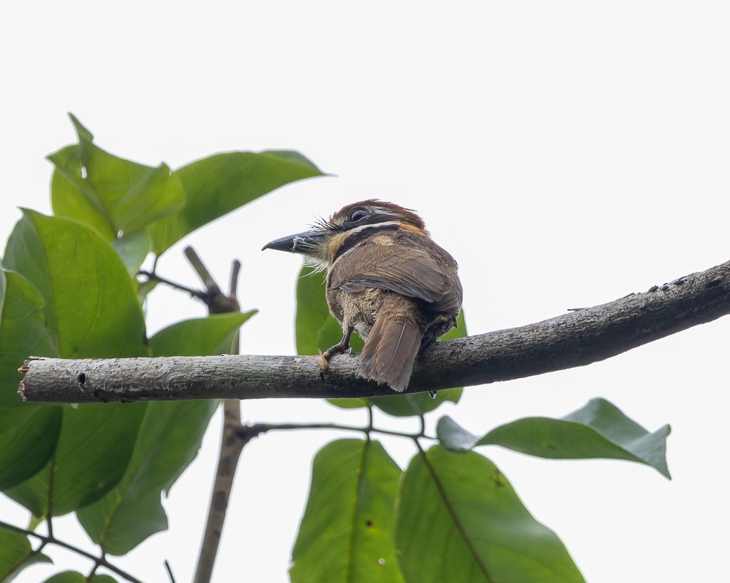 Chestnut-capped Puffbird - ML645711390