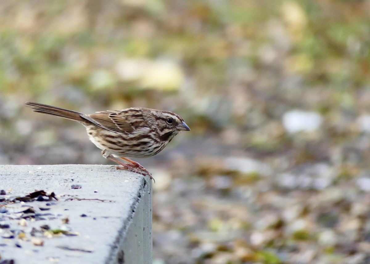 strnadec zpěvný - ML645711395