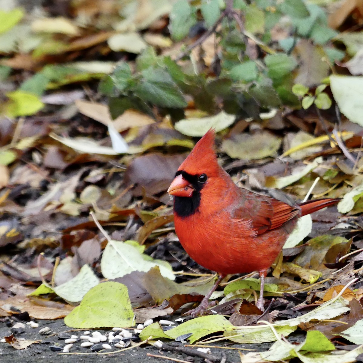 kardinál červený - ML645711398