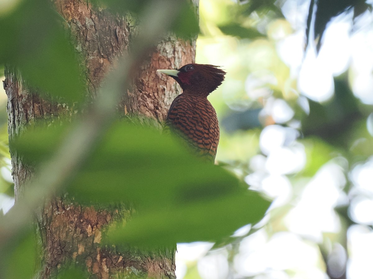 Waved Woodpecker - ML645711420