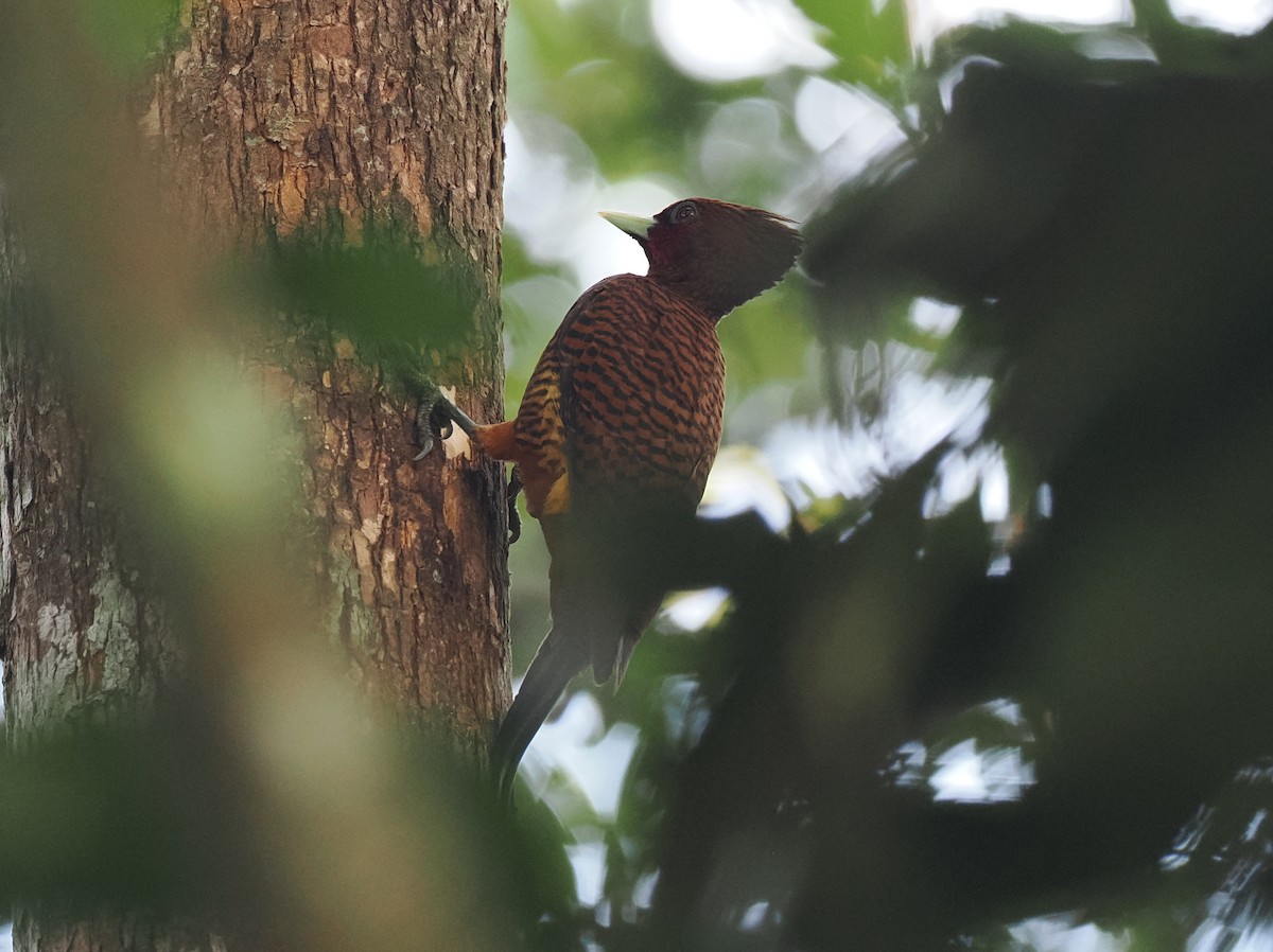Waved Woodpecker - ML645711421