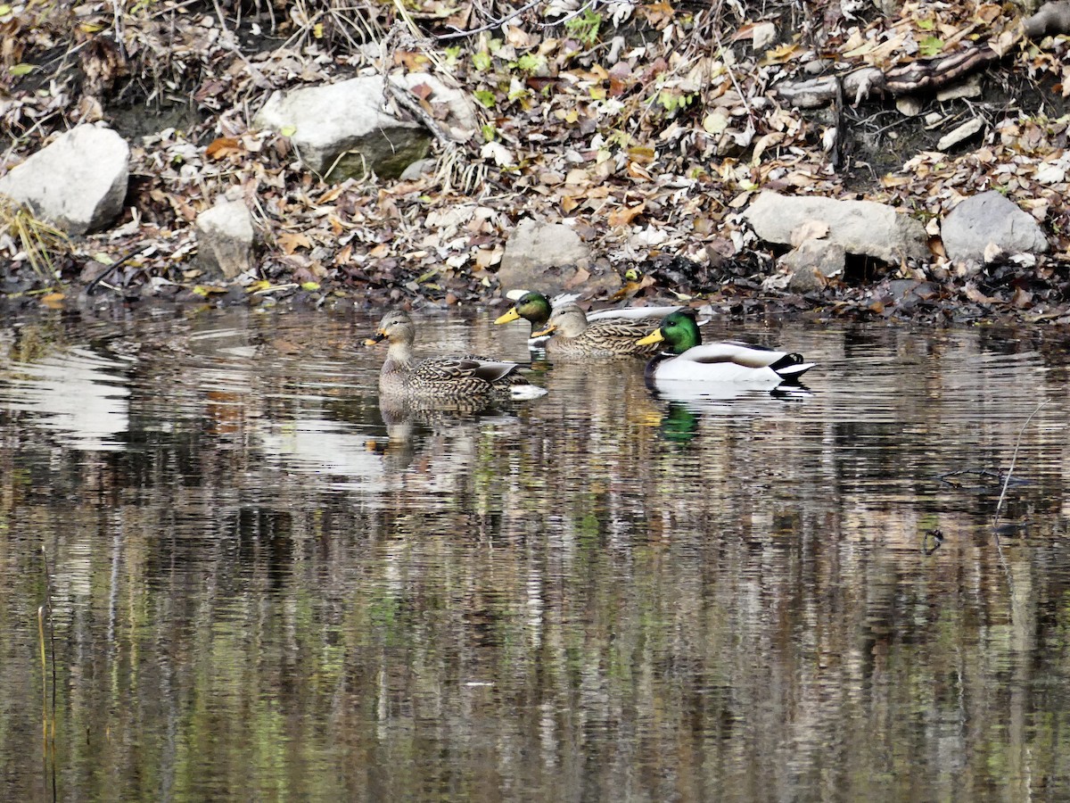 kachna divoká - ML645711423