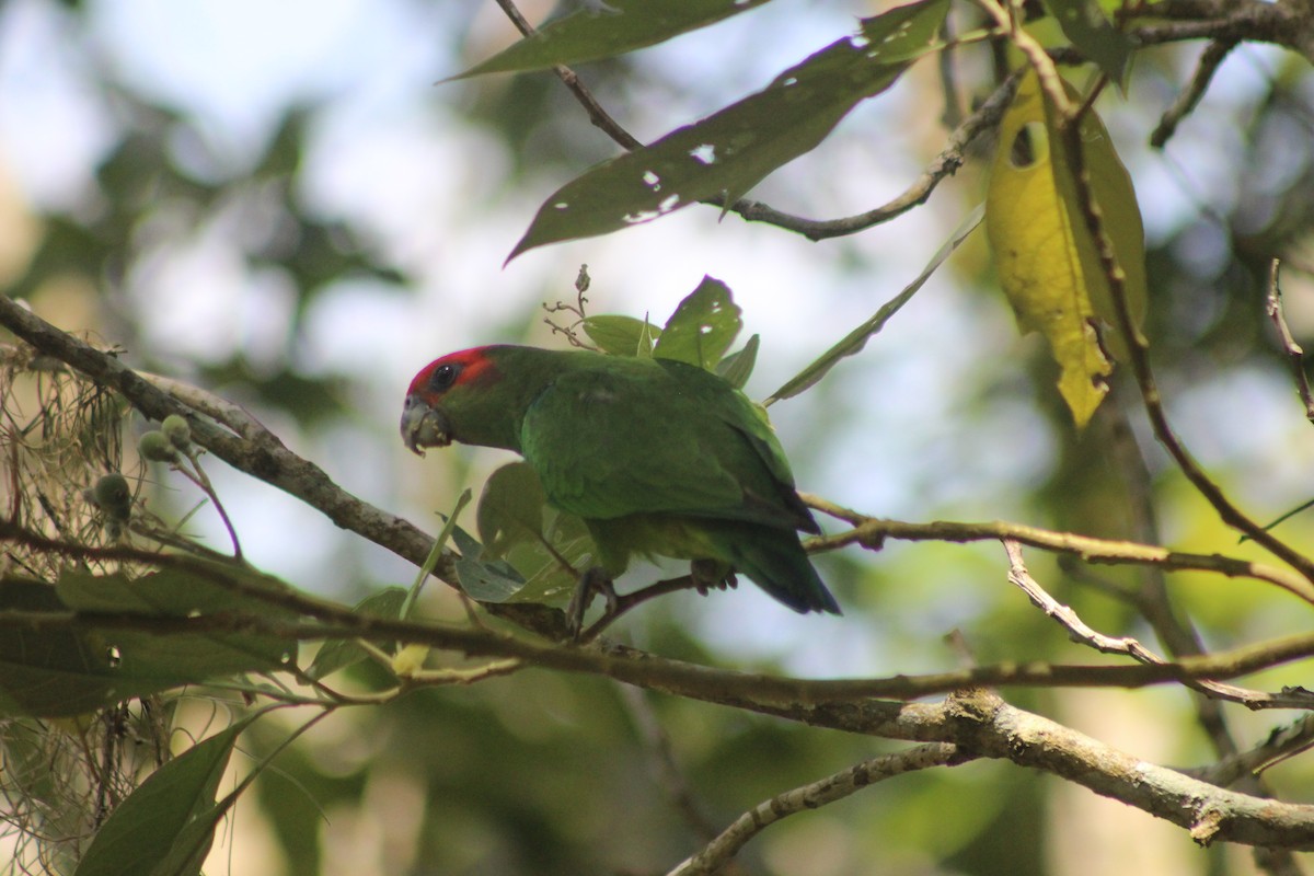 Pileated Parrot - ML645711424