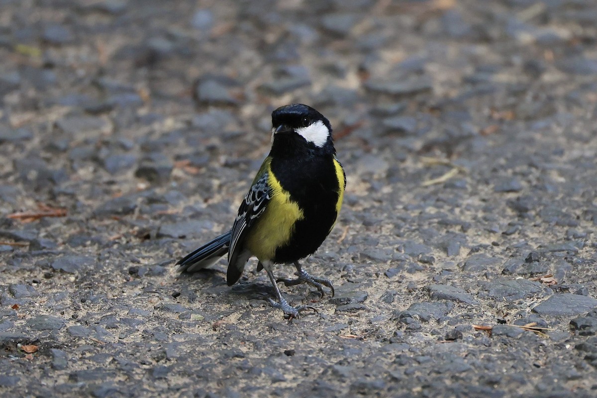 Bergkohlmeise - ML645711438