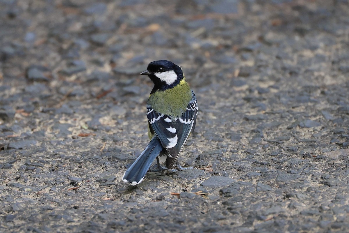 Bergkohlmeise - ML645711439