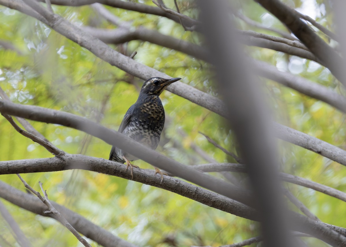 Siberian Thrush - ML645711441