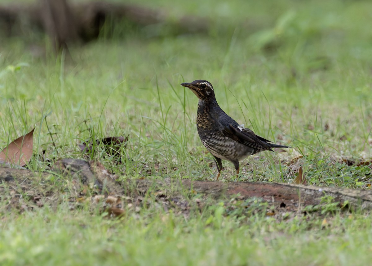 Siberian Thrush - ML645711442