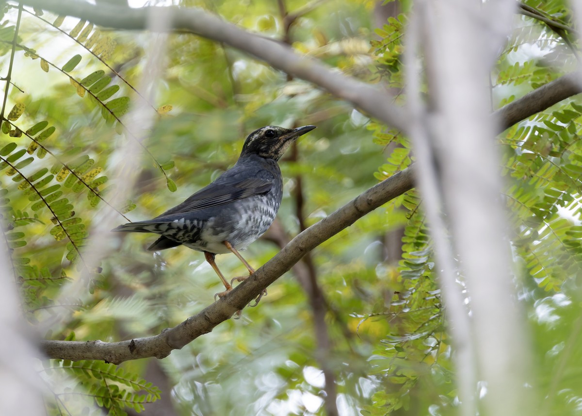Siberian Thrush - ML645711443