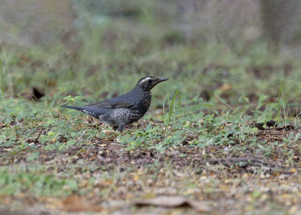 Siberian Thrush - ML645711444