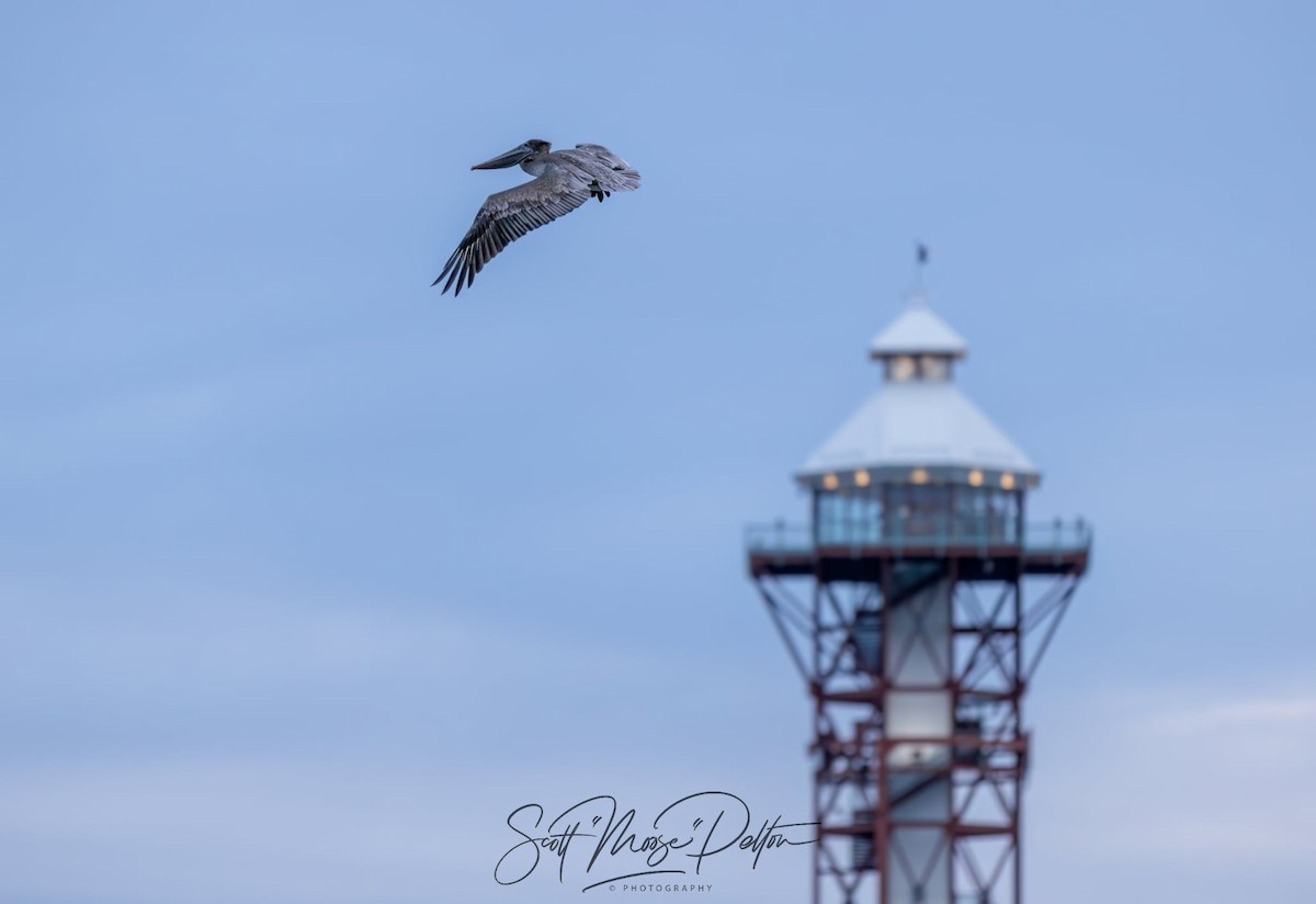 Brown Pelican - ML645711446