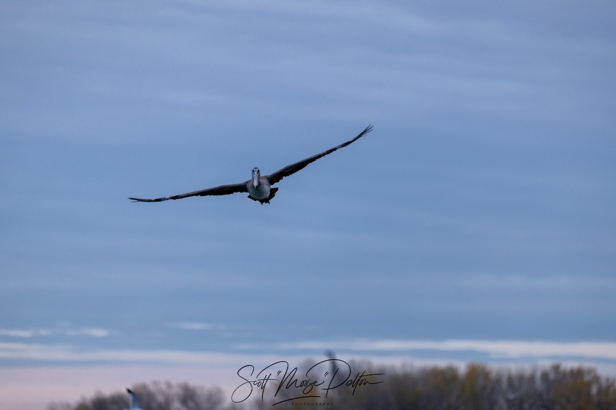 Brown Pelican - ML645711447