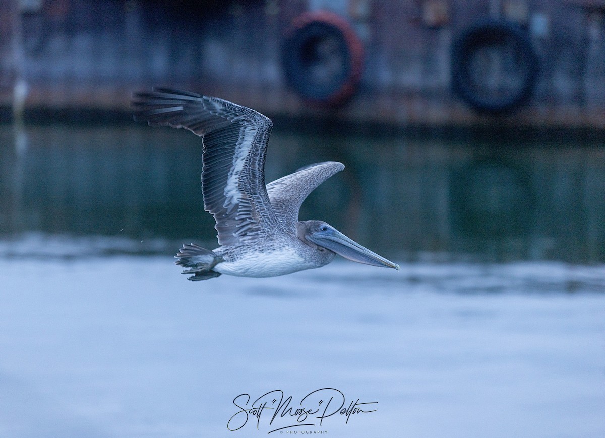 Brown Pelican - ML645711448