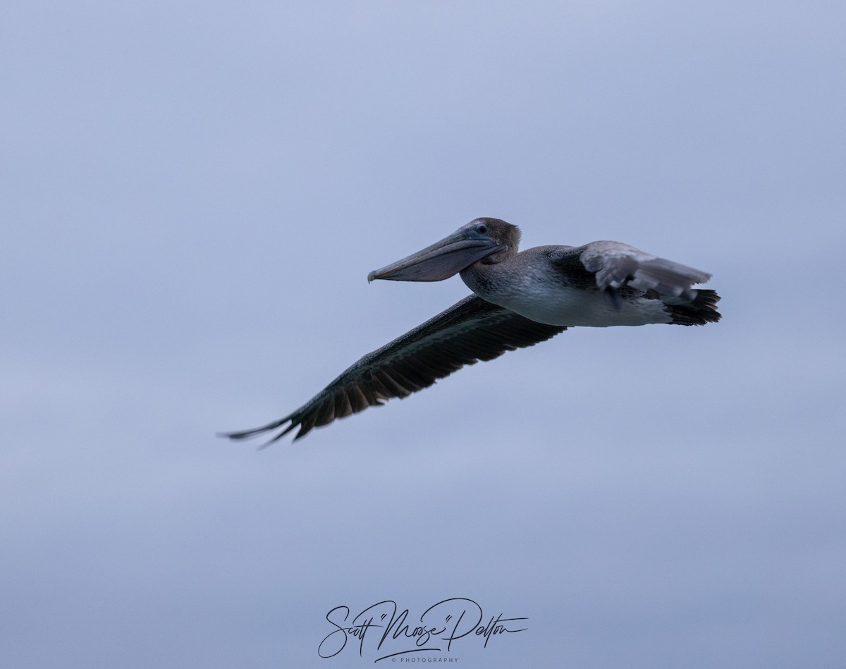 Brown Pelican - ML645711449
