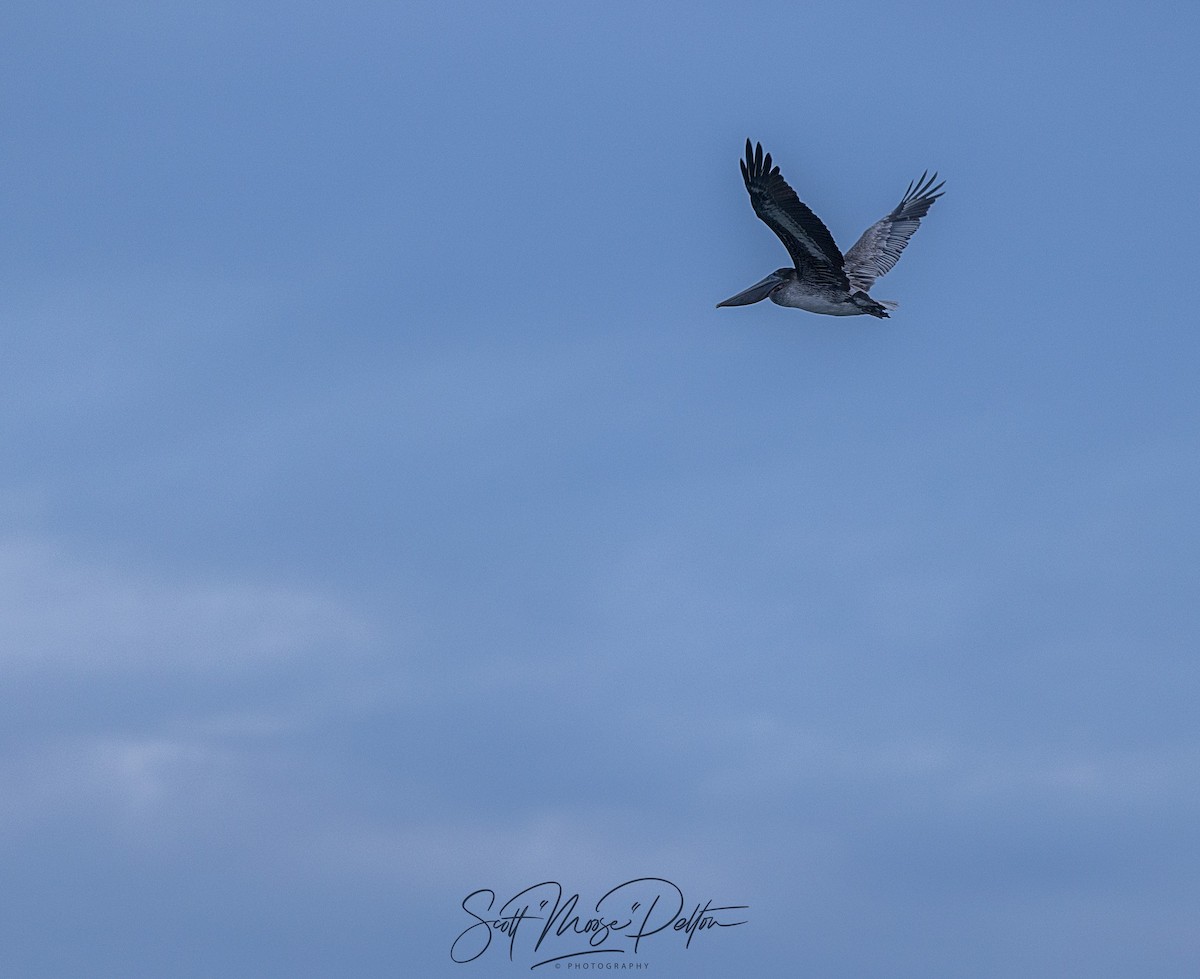 Brown Pelican - ML645711450