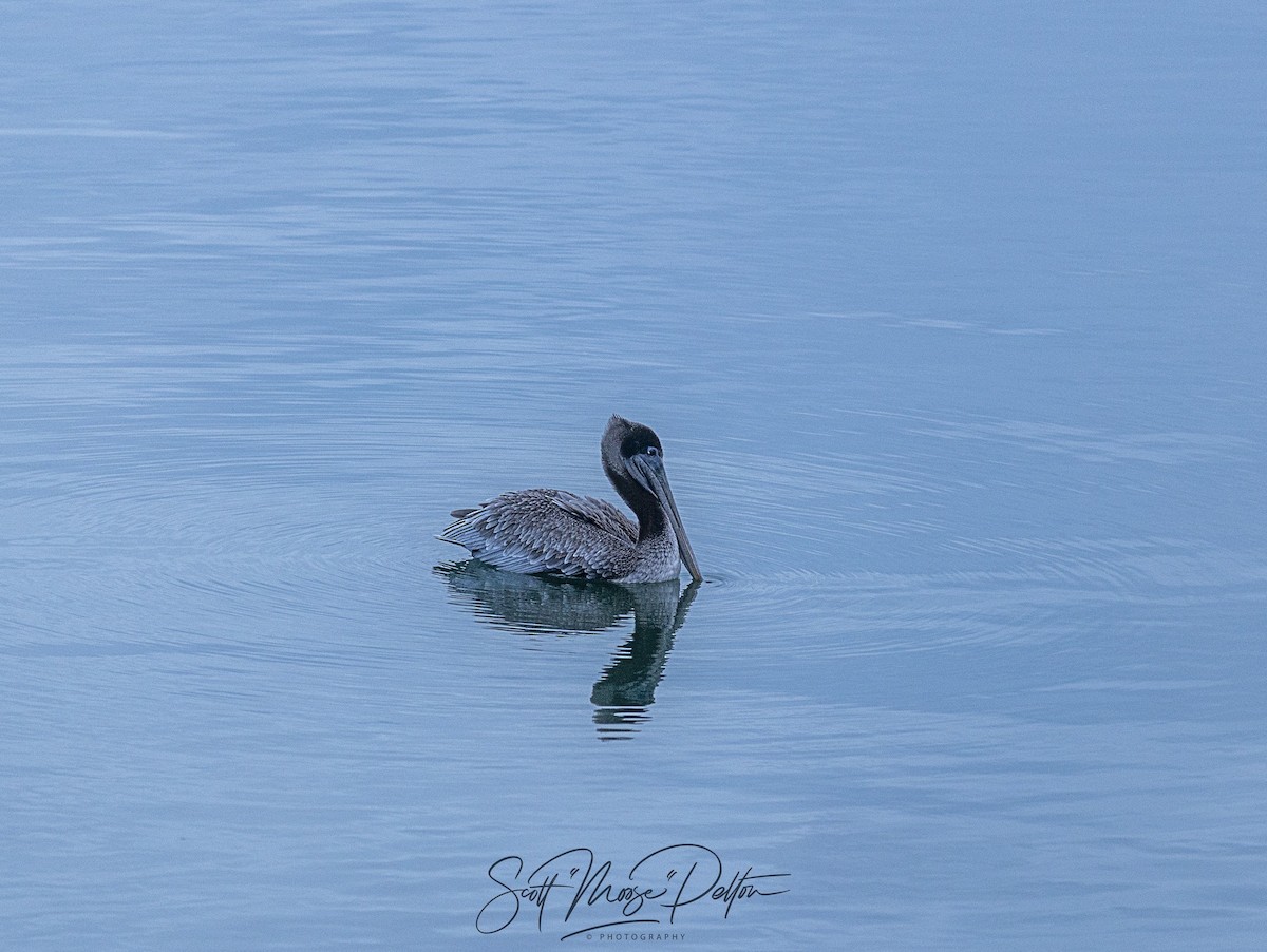 Brown Pelican - ML645711451