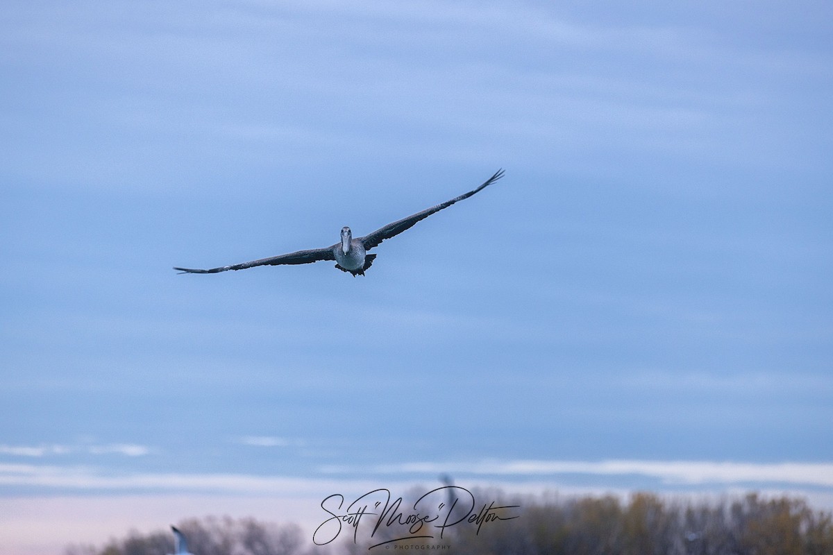 Brown Pelican - ML645711452