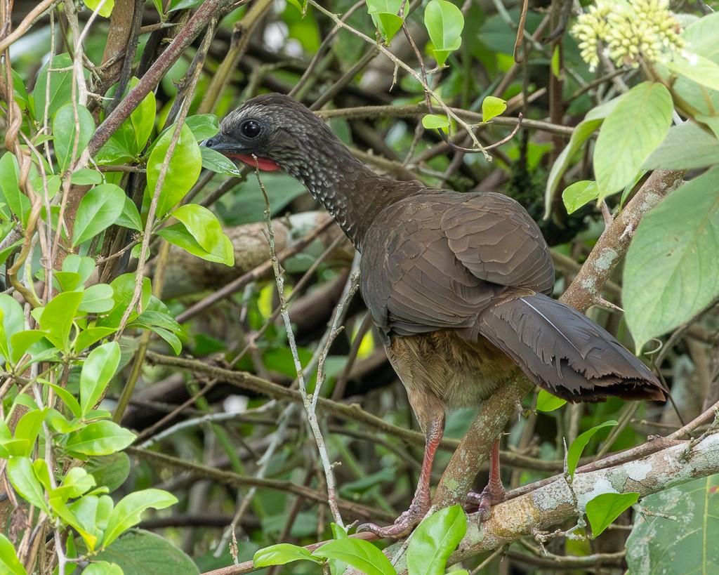 Speckled Chachalaca (Speckled) - ML645711484